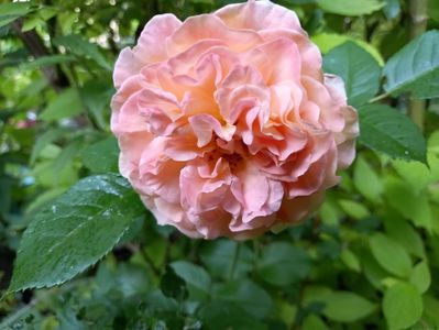 Augusta Luise