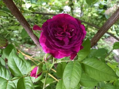 Purple Lodge