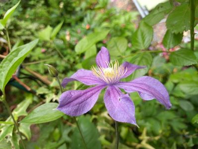Clematis integrifolia "Arabella"