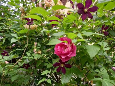 Clematis Mikelite