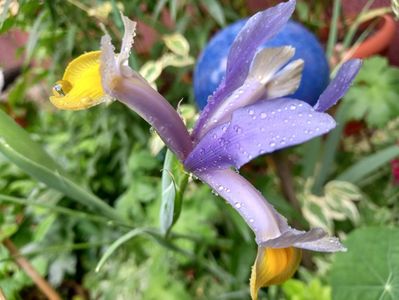 Iris hollandica "Frans Hals"
