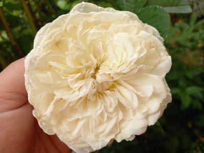 Sombreuil