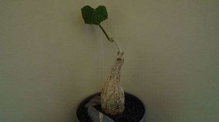 Momordica rostrata, Africa de Est