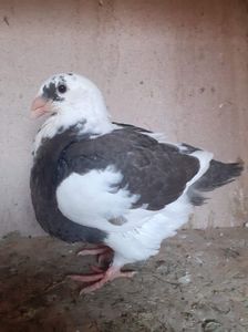 received_514686567043343
