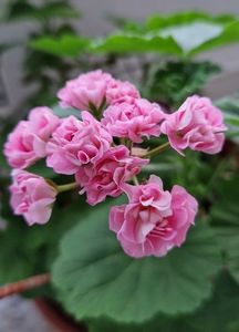 Australian Pink Rosebud