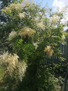 sorbaria tomentosa