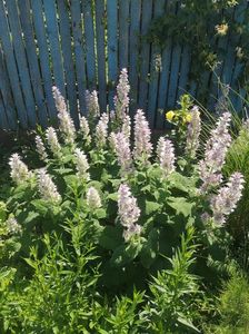salvia sclarea
