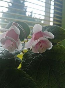 S MG's Little fairy