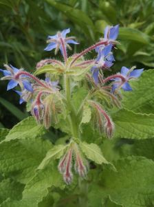 Borago