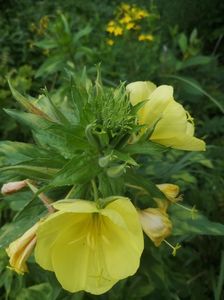 oenothera biennis