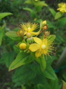 hypericum inodorum