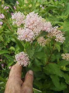 ceanothus Marie Simon