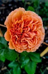 ; Belle D'Anjou

