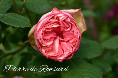 AddText_06-07-08.53.07