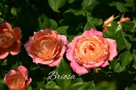 AddText_06-07-08.50.51