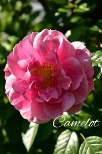 AddText_06-05-09.29.43