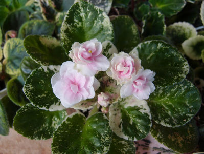 Watermelon Snow