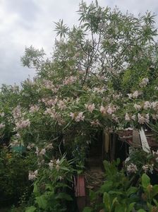 chitalpa