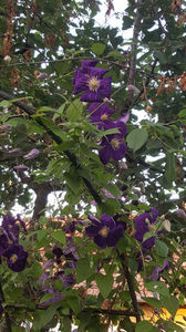 clematis hybr. blue