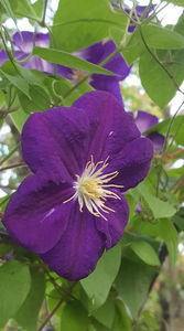 clematis hybr. blue