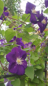 clematis hybr. blue
