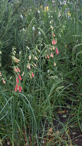 penstemon hybr. pink