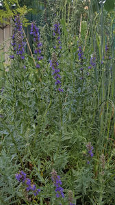 hissopus officinalis(isop); Asta-i o planta biblica. Fluturii se aduna stol deasupra ei. Nu stiu ce le place ca are o mireasma de planta aromatica(seamana cu rosmarinul)
