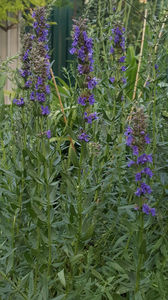 hissopus officinalis(isop); Asta-i o planta biblica. Fluturii se aduna stol deasupra ei. Nu stiu ce le place ca are o mireasma de planta aromatica(seamana cu rosmarinul)

