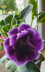 09.06.2022; Gloxinia
