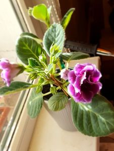 09.06.2022; Gloxinia
