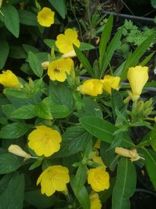 oenothera fruticosa