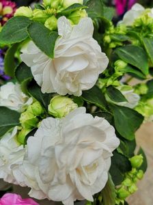 Impatiens  alb dublu
