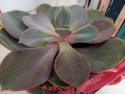 Echeveria Purple Pearl