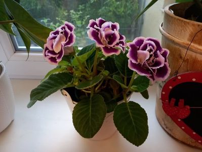 Gloxinia