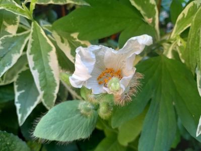 Meconopsis - mac himalayan alb