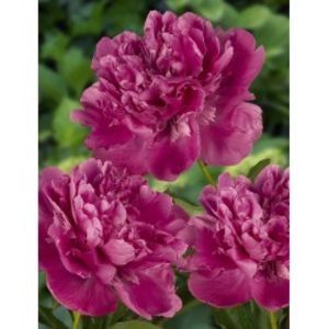 bujor-Paeonia-Edulis-Superba-250x250