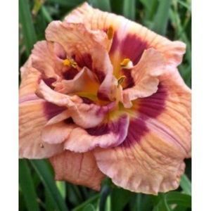 hemerocallis-your-angel-250x250