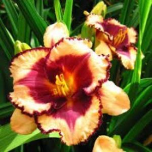 hemerocallis-tropical-surprise-250x250