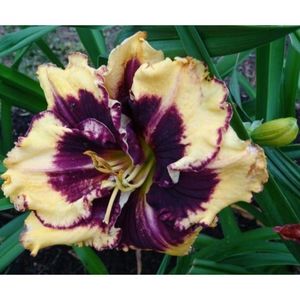 hemerocallis-tiger-blood--500x500