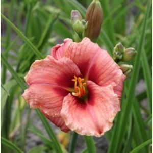 hemerocallis-siloam-ribbon-candy-250x250