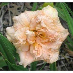 hemerocallis-siloam-double-success-250x250