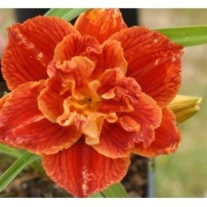 Hemerocallis-paprika-Flame-250x250