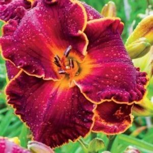 hemerocallis-naughty-red-250x250