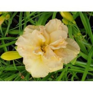 hemerocallis-bowl-of-cream-250x250