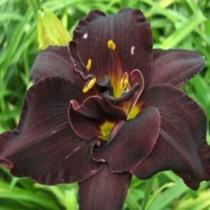 hemerocallis-bogeyman-250x250