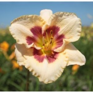 hemerocallis-blueberry-candy-250x250