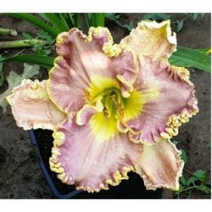 Hemerocallis-Bestseller-02-250x250