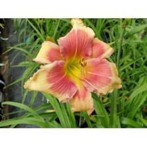 hemerocallis-angels-beauty-250x250