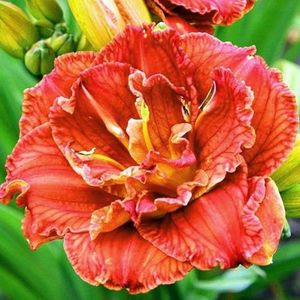 crin-de-o-zi-hemerocallis-paprika-flame_1