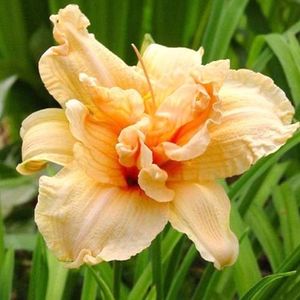 crin-de-o-zi-hemerocallis-double-dream_1